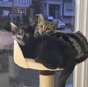 Meet your Posher, Lara